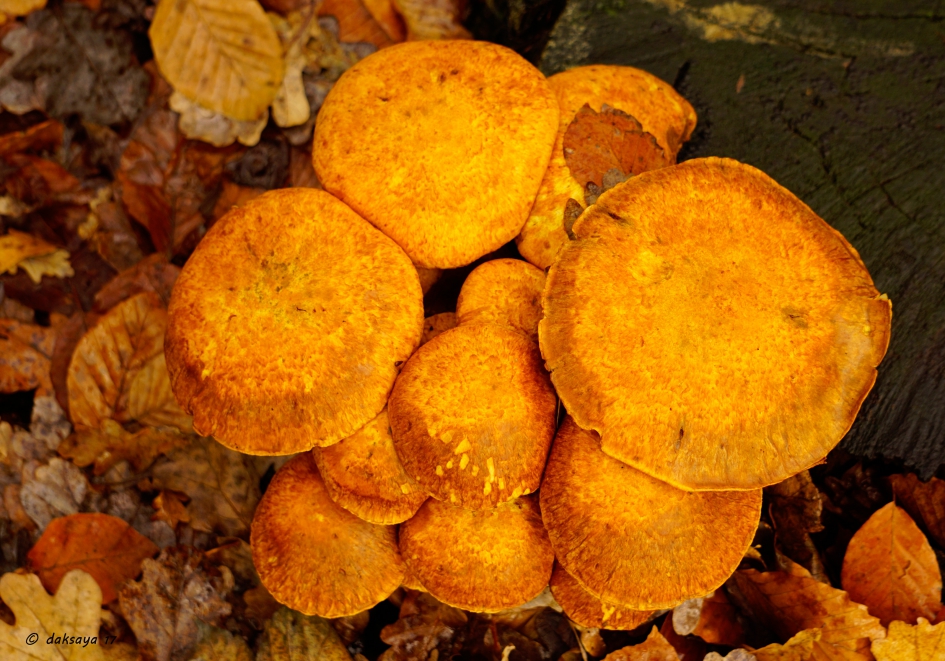 Prachtvlamhoed (?) - Schimmels - 