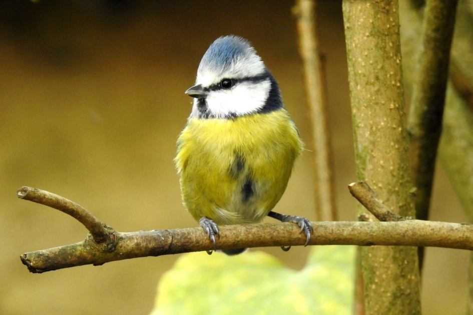 Professor Pimpelmees - Vogels - Pimpelmees