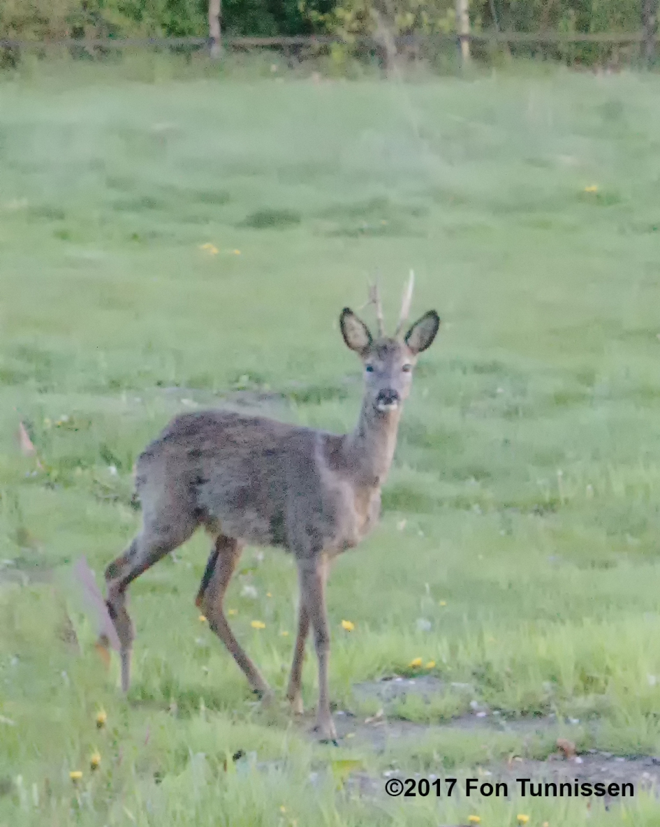 Ree poseert - Zoogdieren - Ree