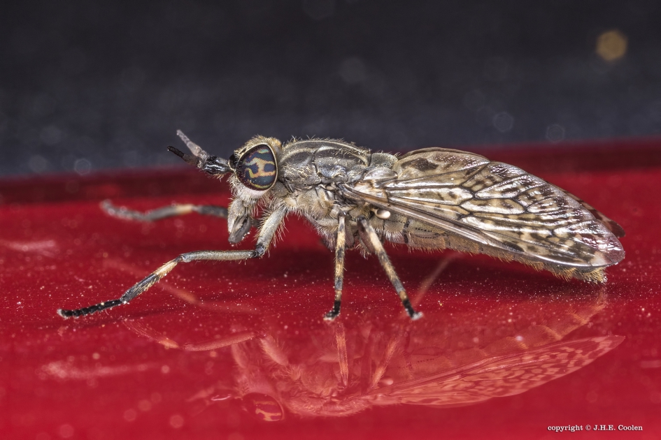 Regendaas - Geleedpotigen - Regendaas