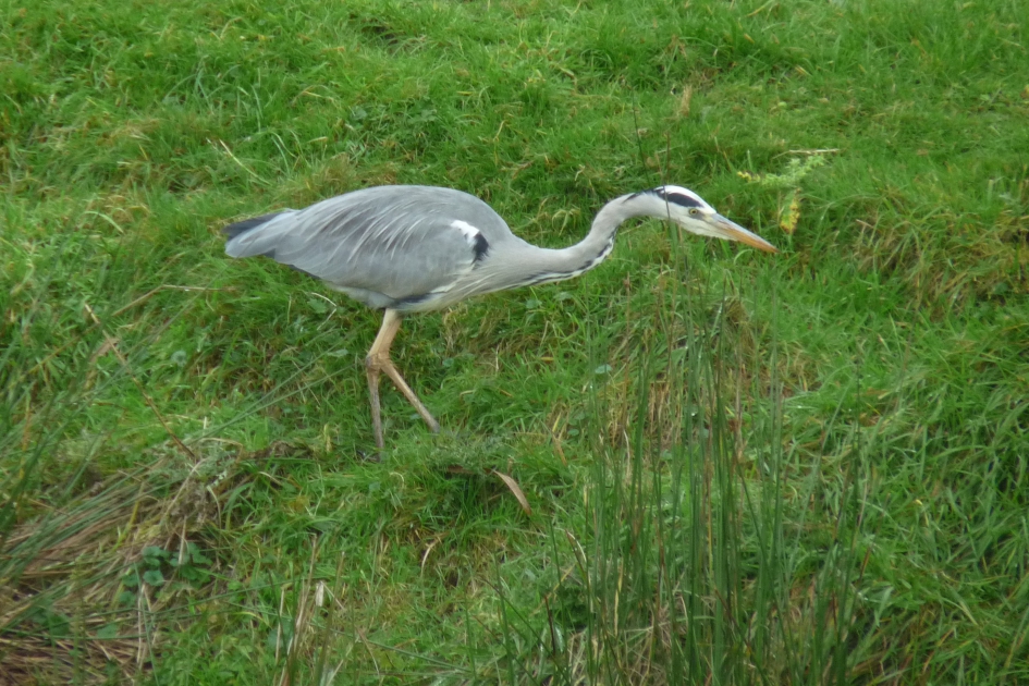 Reiger - Vogels - Reiger