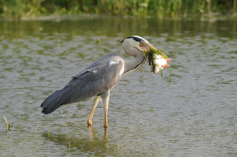 Reiger hapt een visje weg - Vogels - Blauwe reiger