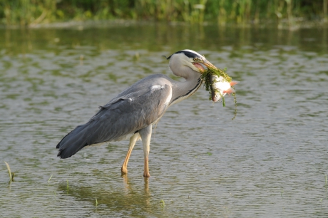 Reiger hapt een visje weg