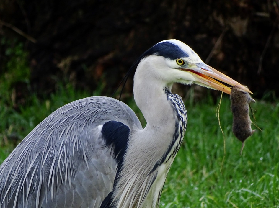Reiger met prooi - Vogels - Blauwe reiger