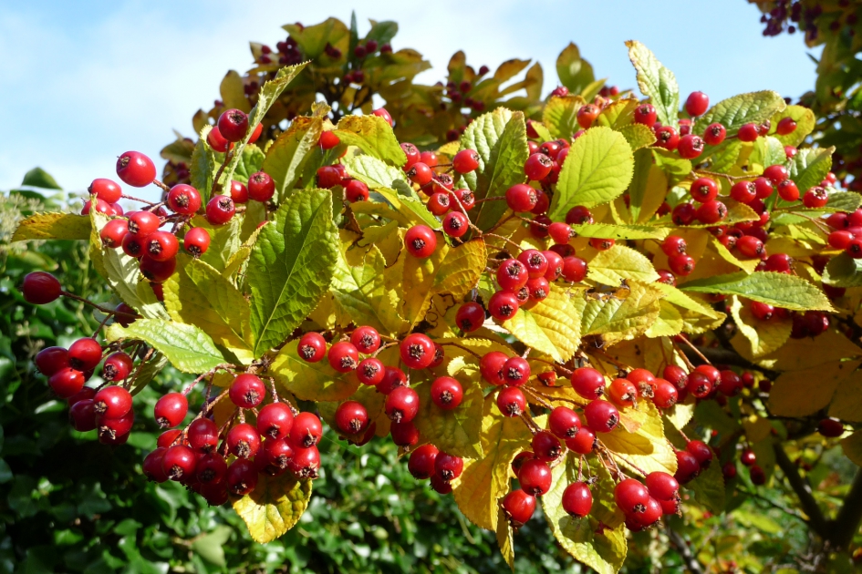 Rode bessen - Planten - 