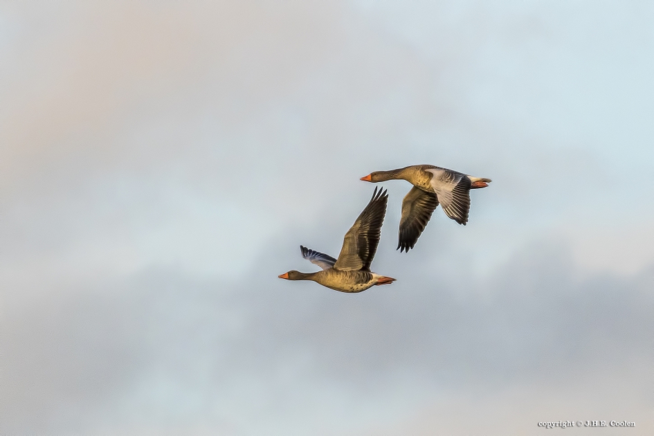 Romantische vlucht - Vogels - Grauwe gans