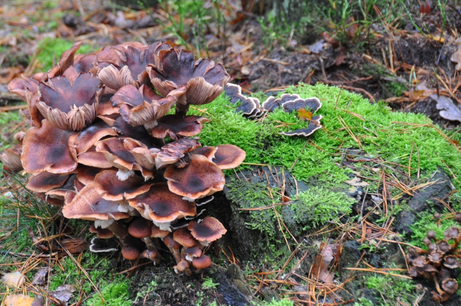 Rond een stronk... - Schimmels - 