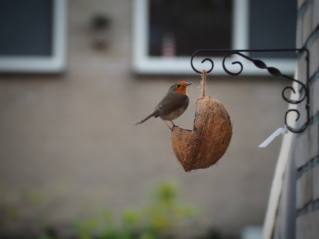 Roodborst