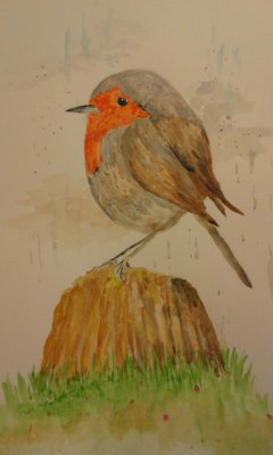 Roodborst - Vogels - Roodborst