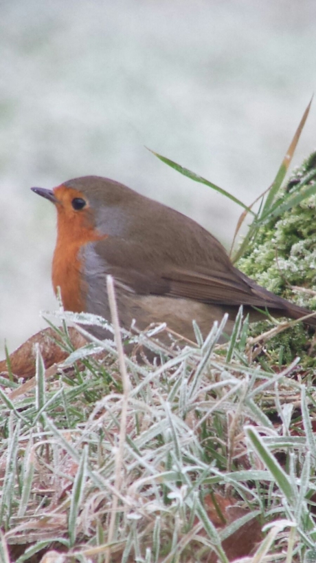 Roodborst