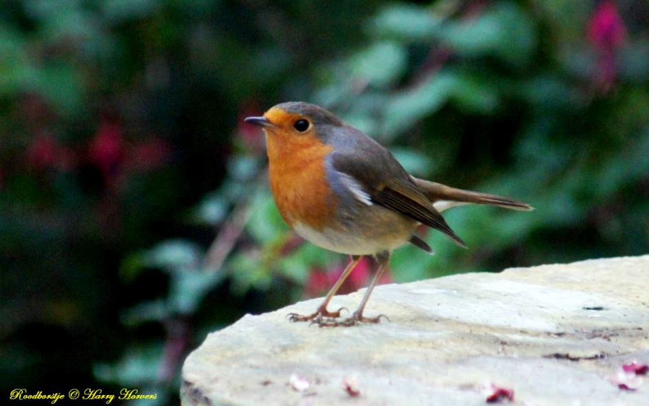 Roodborstje - Vogels - Roodborstje