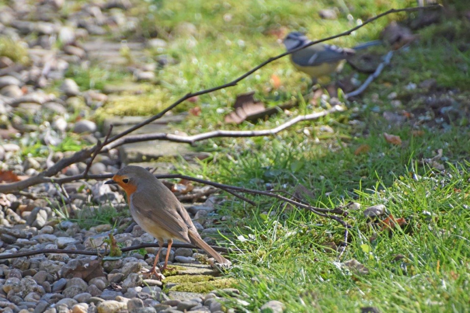 Roodborstje - Vogels - 