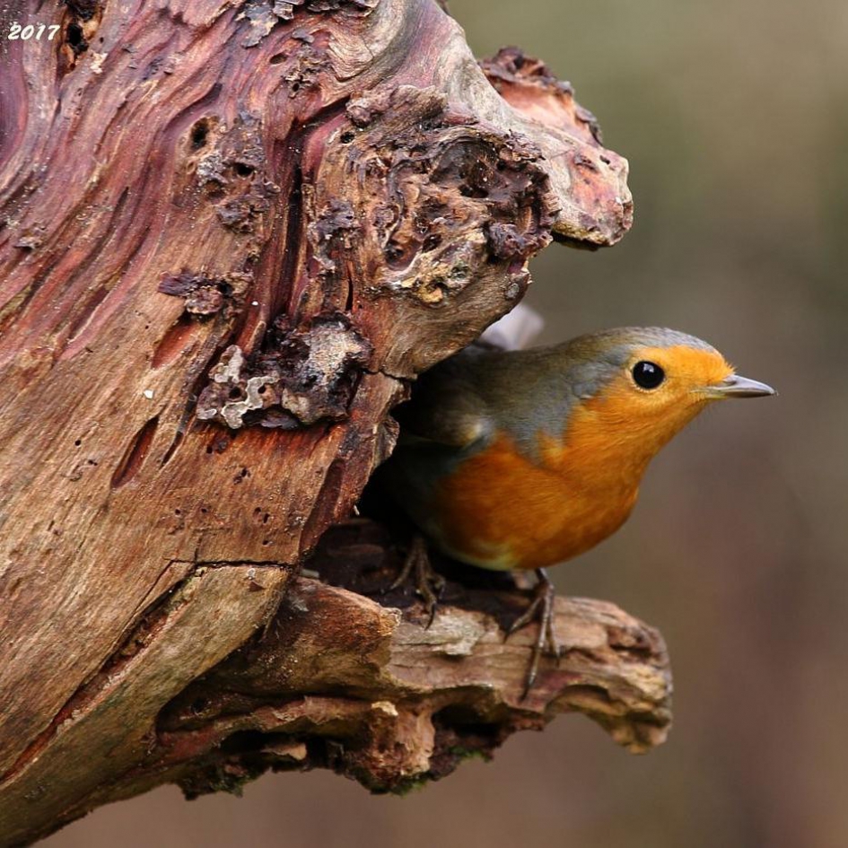 Roodborstje - Vogels - 