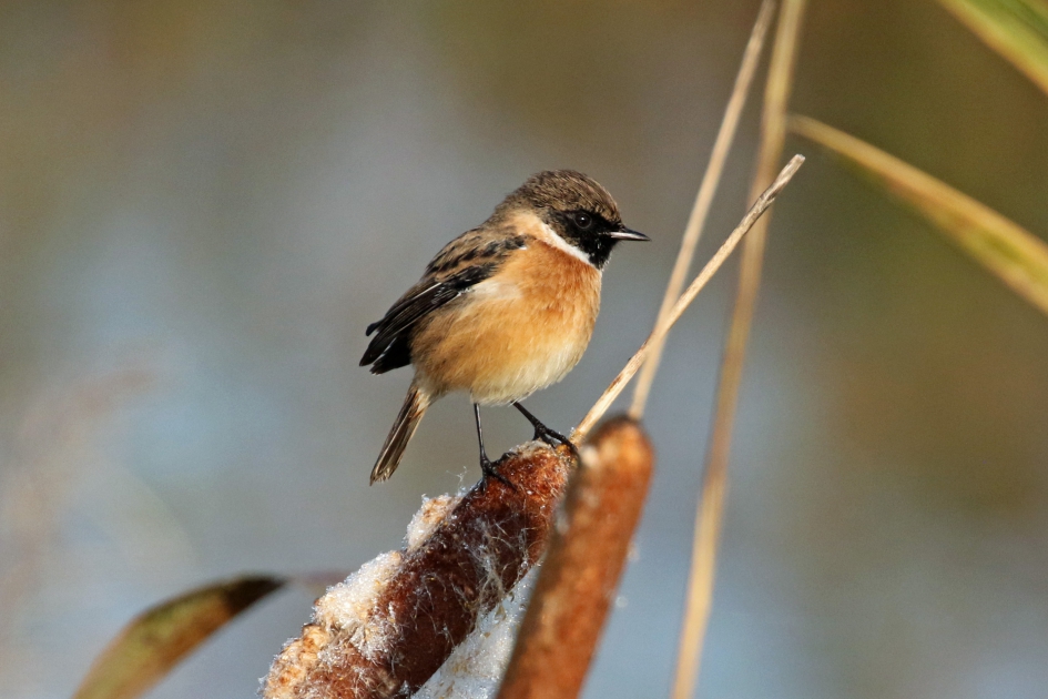 Roodborsttapuit - Vogels - 