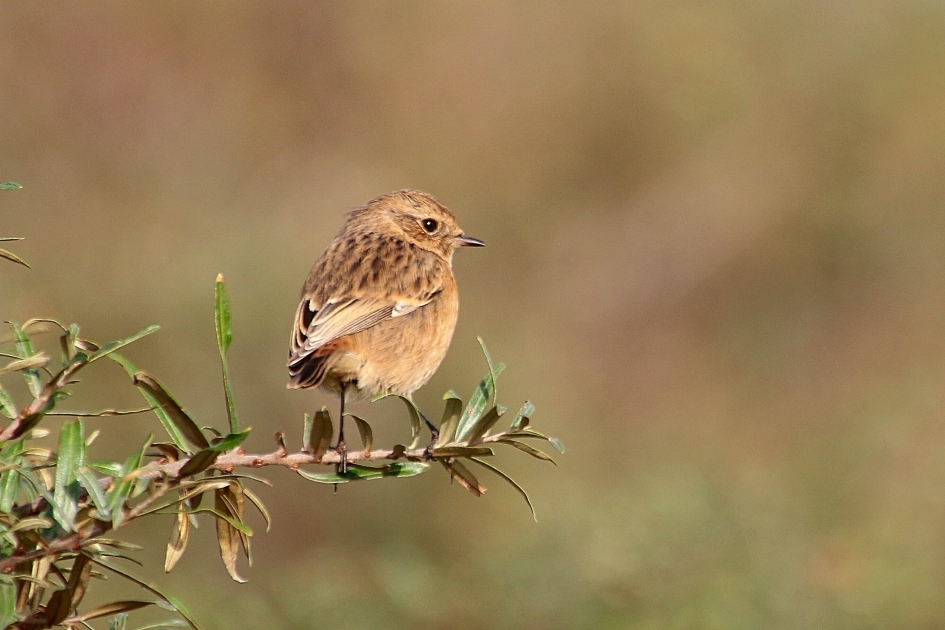 Roodborsttapuit - Vogels - Roodborsttapuit