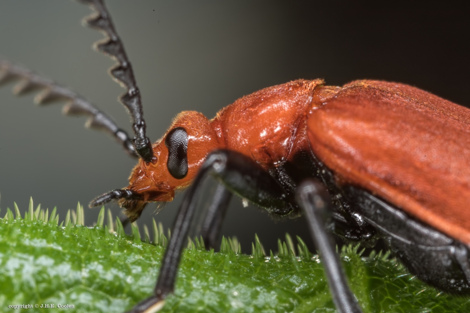 Roodkopvuurkever - Geleedpotigen - Roodkopvuurkever