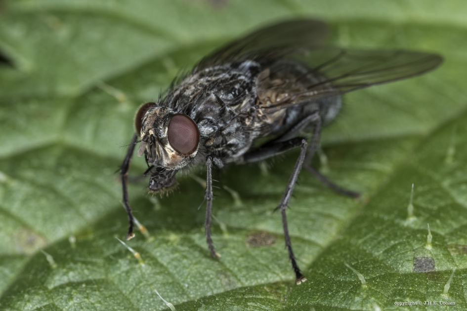 Roodwangbromvlieg - Geleedpotigen - Roodwangbromvlieg
