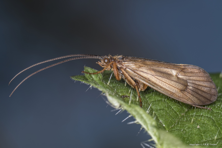 Schietmot - Geleedpotigen - Schietmot