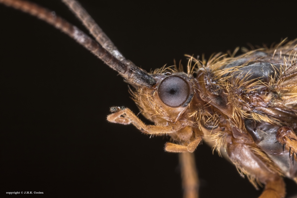 Schietmot - Geleedpotigen - Schietmot