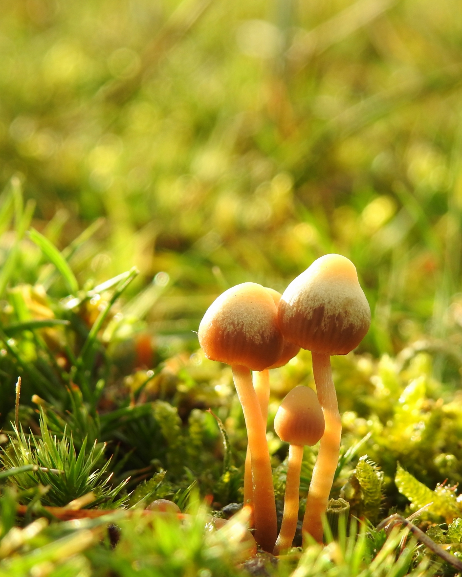 Sierlijk - Schimmels - Honinggeel mosklokje