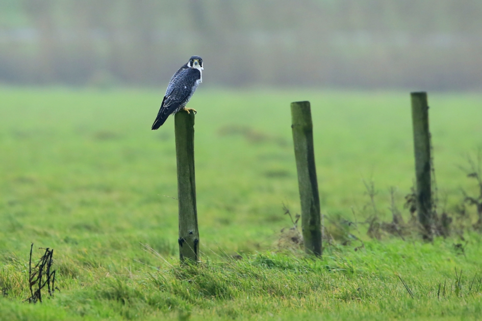 Slechtvalk - Vogels - Slechtvalk