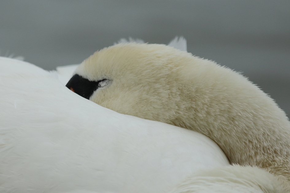 sleeping beauty - Vogels - 