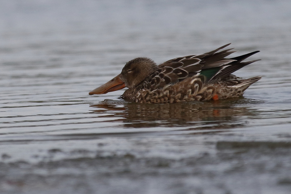 slobeend -v- - Vogels - 