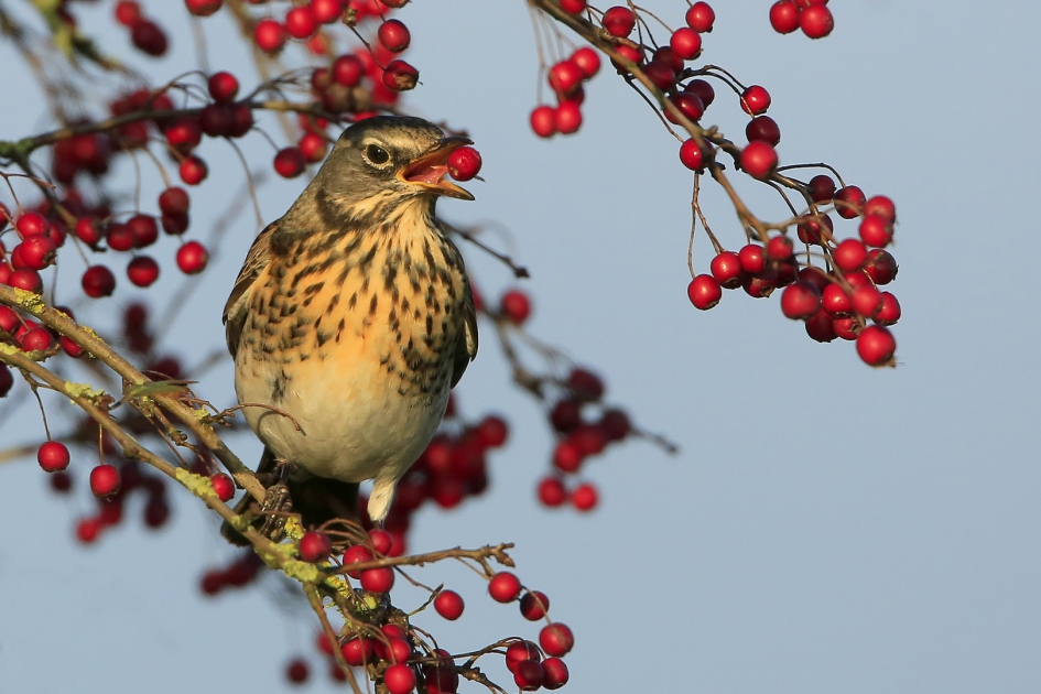 Smullen ... - Vogels - Kramsvogel