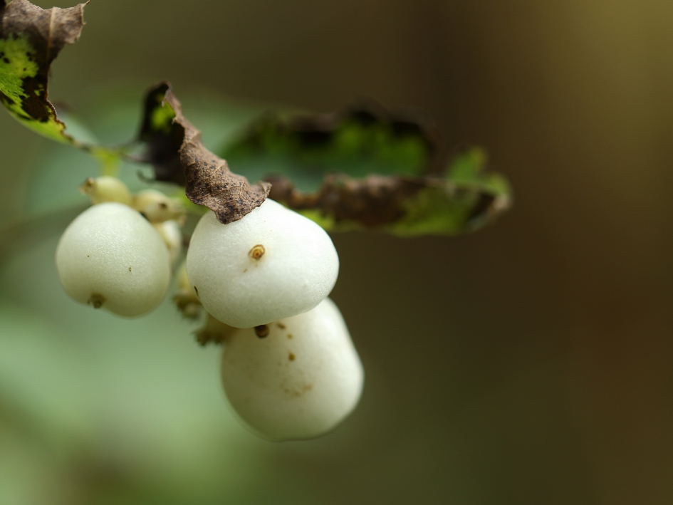 sneeuwbes - Planten - 