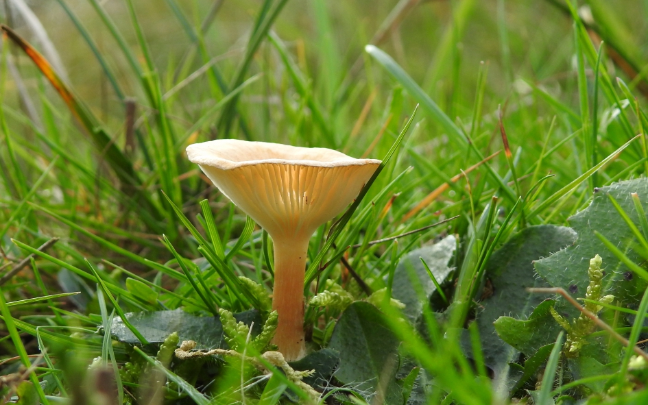 Sneeuwwitje - Schimmels - Gewoon Sneeuwzwammetje