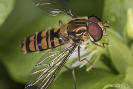 Snorzweefvlieg (Pyamazweefvlieg)