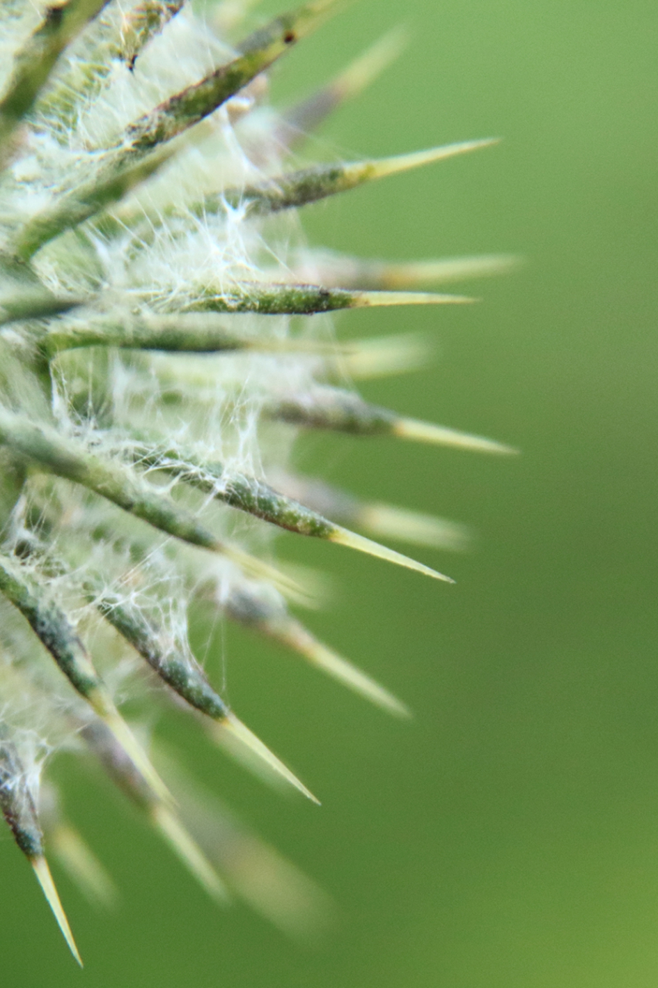 speerdistel - Planten - 