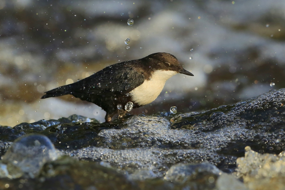 Spetters - Vogels - ZwartbuikWaterspreeuw