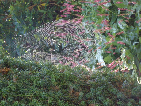 Spinnenweb onder de zon
