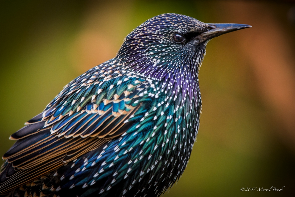 Spreeuw - Vogels - Spreeuw