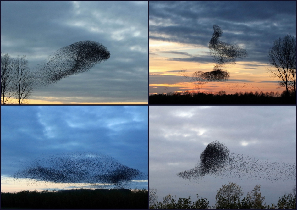 Spreeuwenformaties - Vogels - Spreeuwenwolken