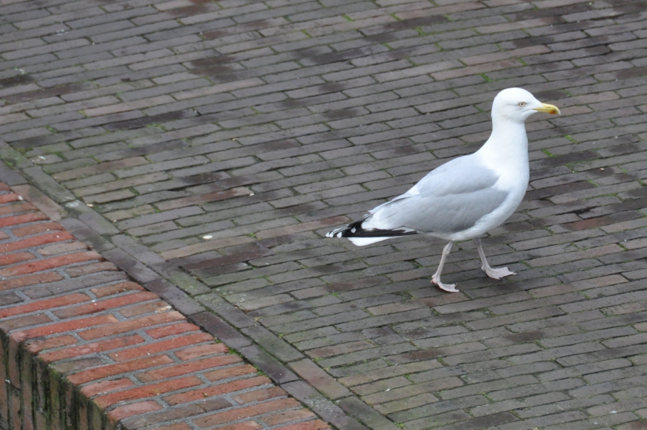 Stadsmeeuw - Vogels - 