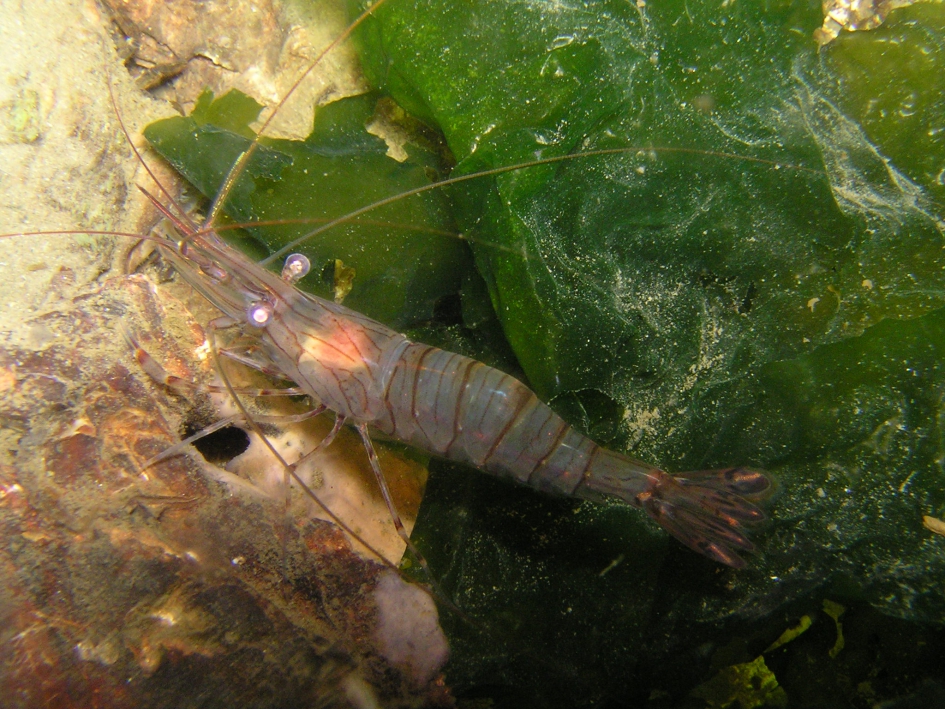 Steurgarnaal smaakt lekker , net als Kreeft . - Geleedpotigen - Steurgarnaal
