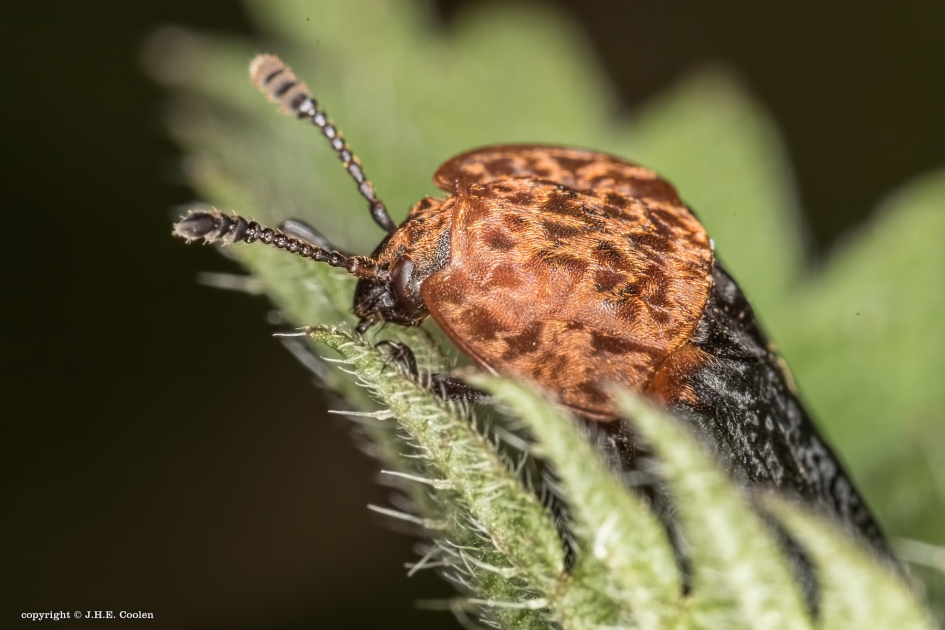 Stinkzwamaaskever (Oiceoptoma thoracicum) - Geleedpotigen - Stinkzwamaaskever