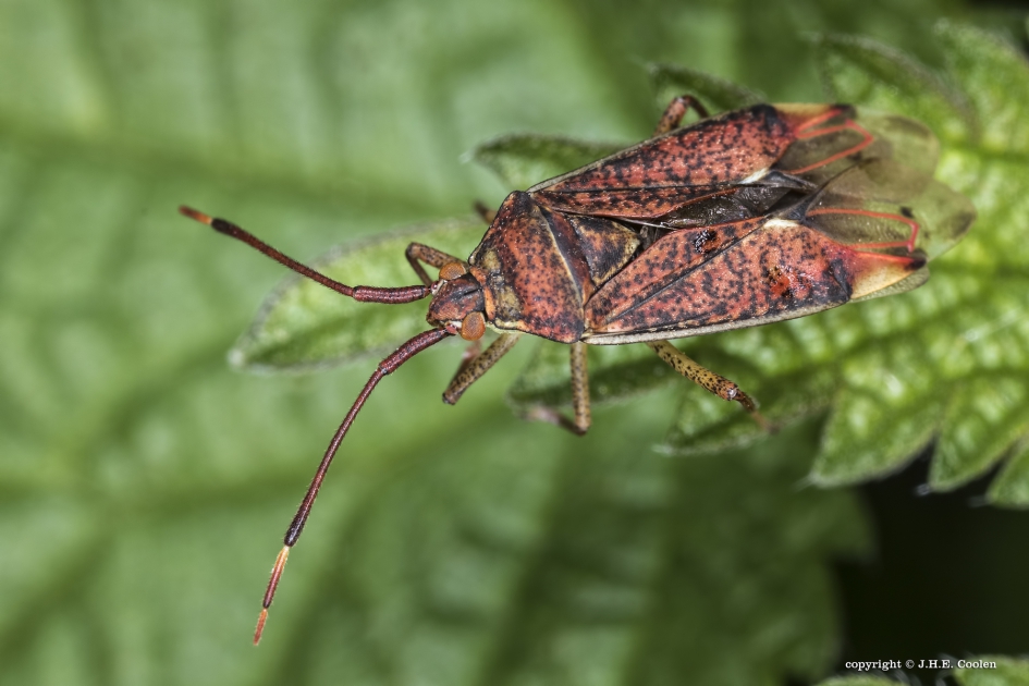 Stippelbindwants (Pantilius tunicatus) - Geleedpotigen - Stippelbindwants
