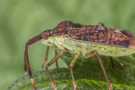 Stippelbindwants (Pantilius tunicatus)