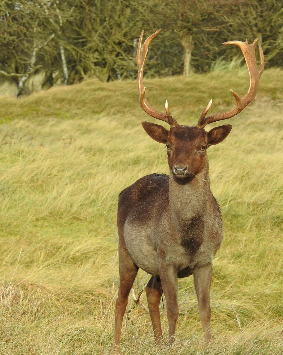 Stoere bok - Zoogdieren - Damhert