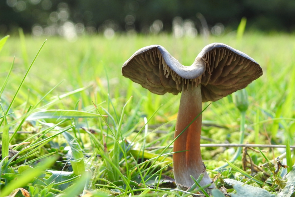 Stoere zwam - Schimmels - 