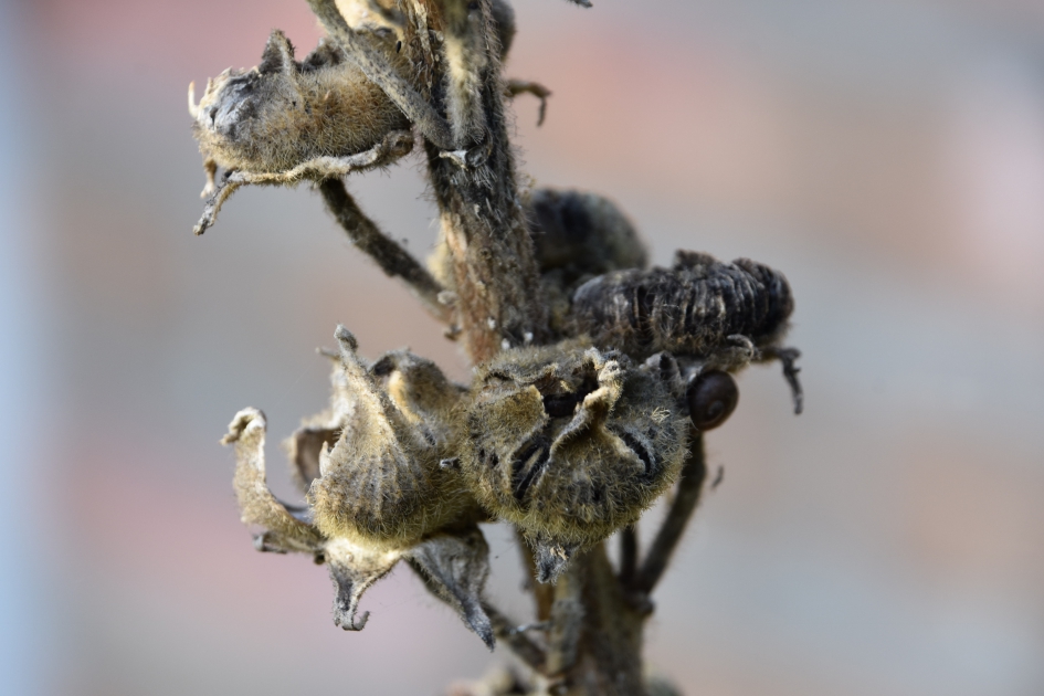 Stokroos zaden - Planten - 