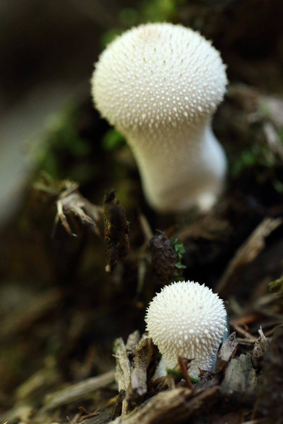 stralend wit - Schimmels - 