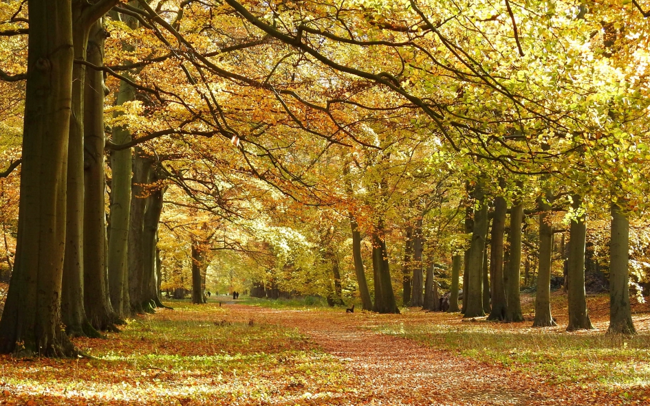 Stralende herfstdag - Weer en landschap - 