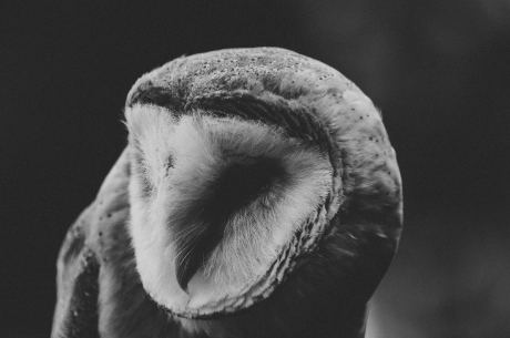 suspicious Owl