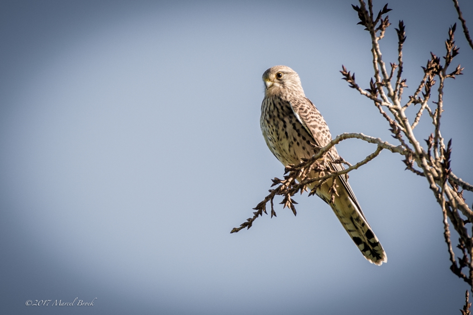 Torenvalk op de uitkijk - Vogels - Torenvalk