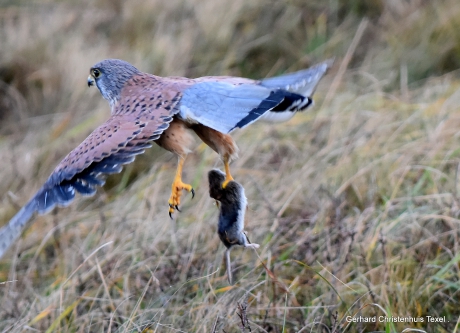 Torenvalk vangt (op Texel)   blijkbaar n (bijzondere soort  Noordse Woelmuis )