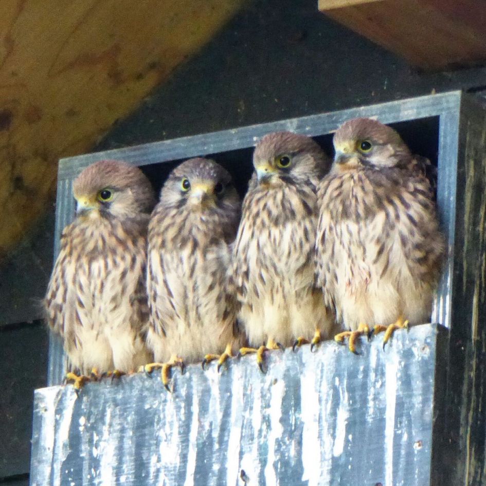 Torenvalken - Vogels - Torenvalk